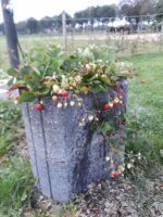 Minicamping Aelderveen