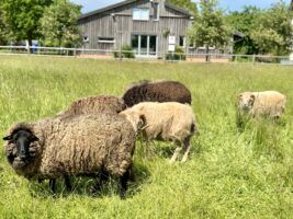 Stellplatz Stahlbroder Naturgut