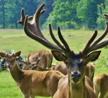 Freizeit- und Campingpark Thräna