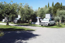 Camping Fornella Olivenbäume auf dem Campingplatz