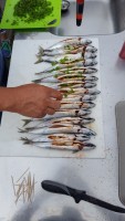 Fisch-Ostseecamp-Lehmberg-Ostsee-Waabs-Urlaub-Angeln.jpg