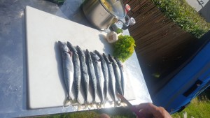 Fischfang-Ostseecamp-Lehmberg-Ostsee-Waabs-Urlaub-Angeln.jpg